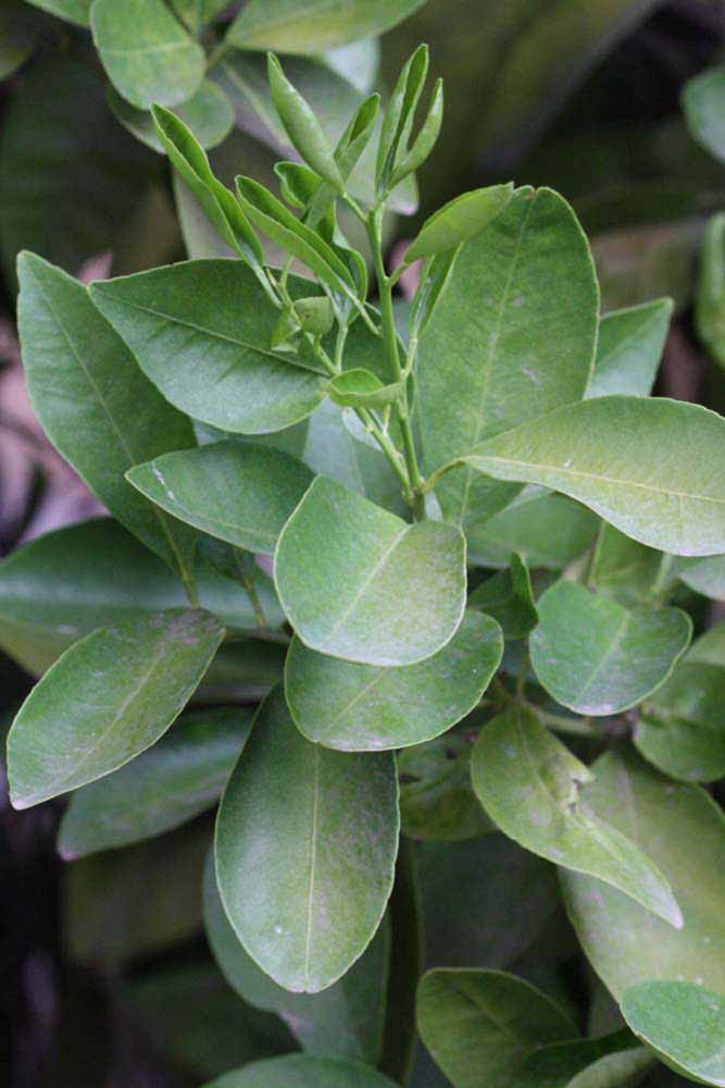              Shade leaves (Riverside, CA)       